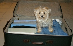 Picture of Dog trying to stoaway